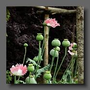 Papaver orientale (le jardin de la poterie Hillen). www.poterie.fr -